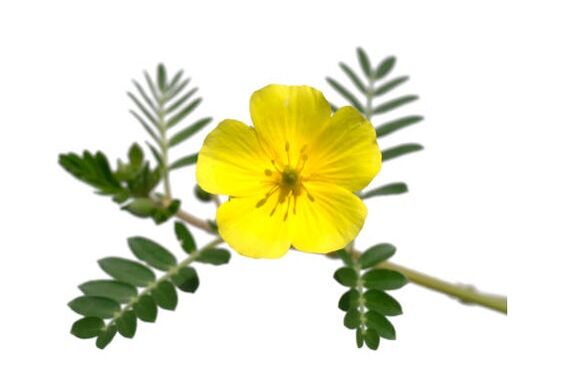 Gluconol contient du Tribulus terrestris